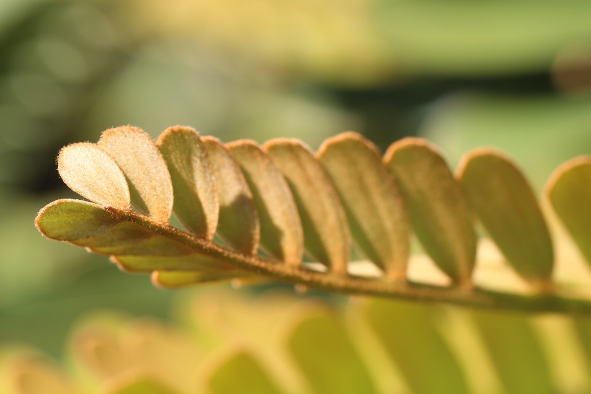 Zamia furfuracea L.f. ex Aiton